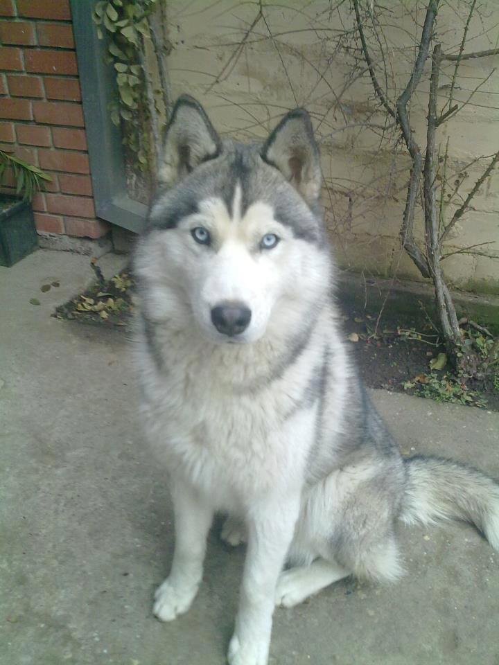 Sibírsky husky